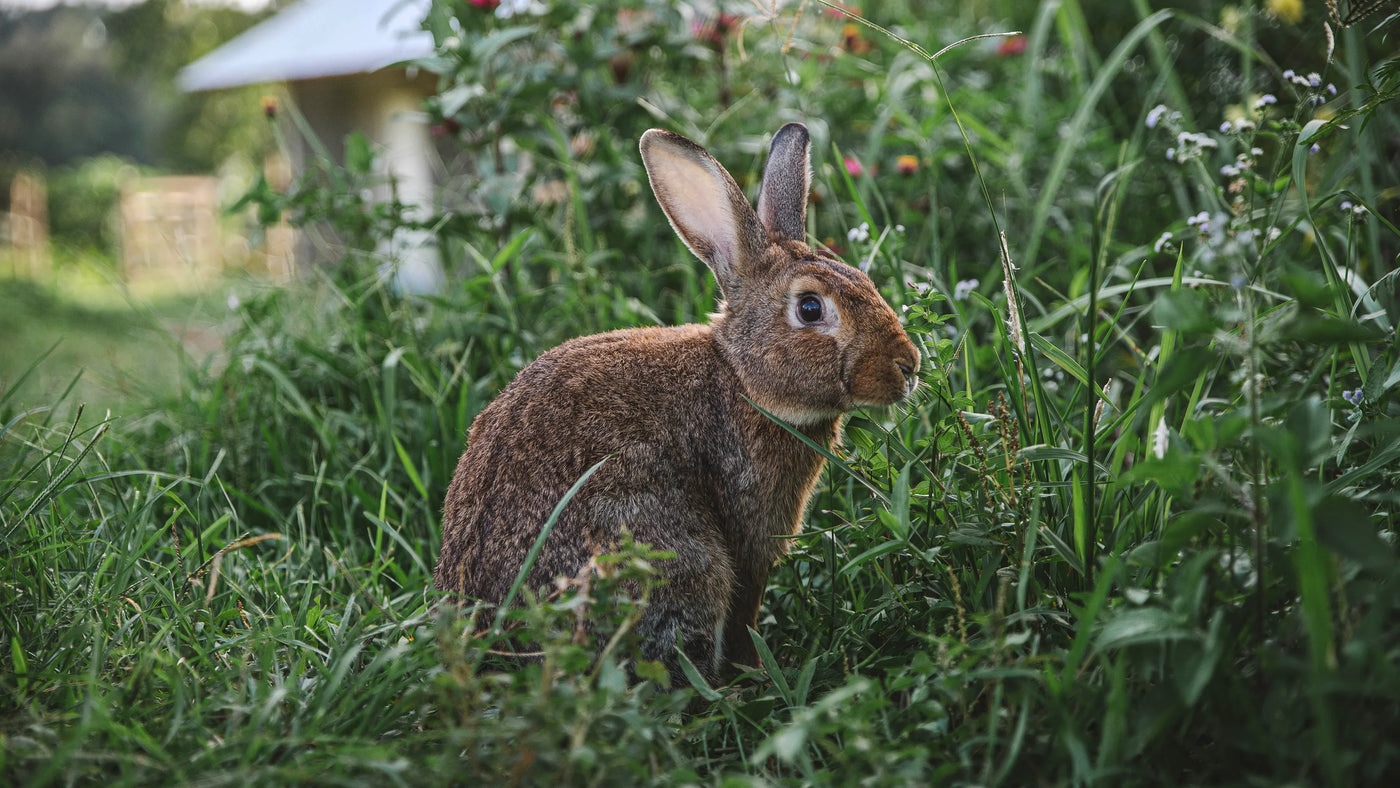 Leaping Bunny Certified Cruelty-Free — Meliora Cleaning Products