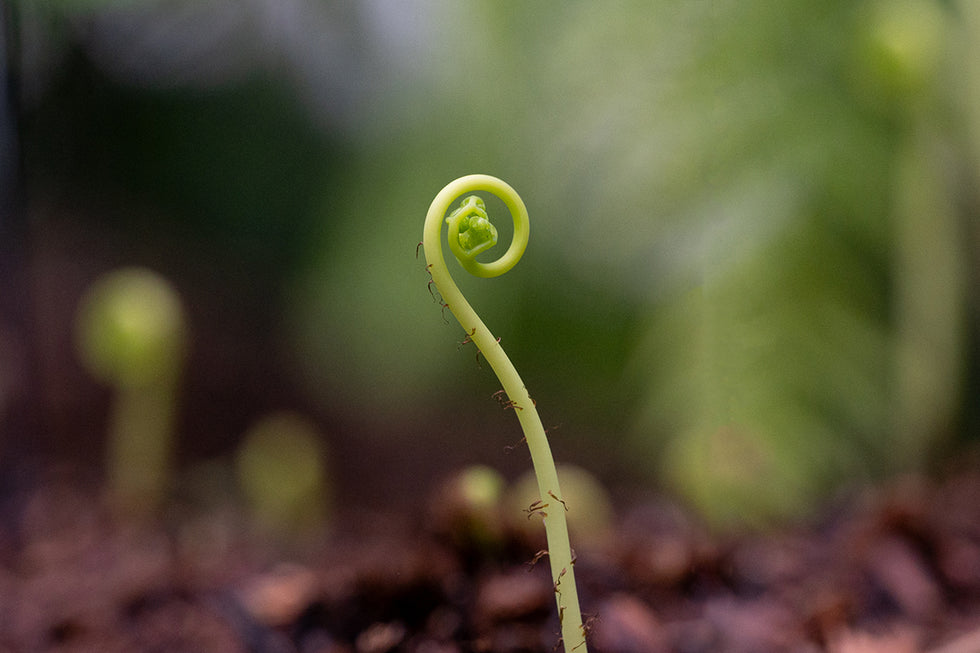 A photo of a green plant sprouting at the Garfield Park Conservatory in Chicago, IL.