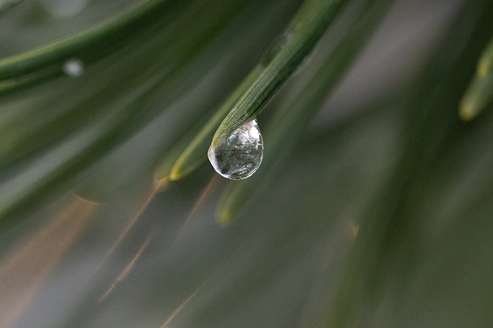 A photo of a translucent water droplet hanging on the end of a pine needle.