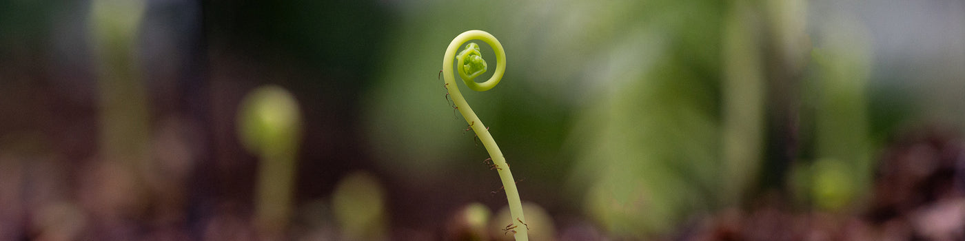 A photo of a green plant sprouting at the Garfield Park Conservatory in Chicago, IL.