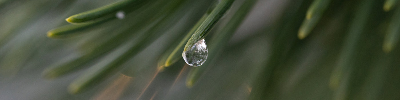 A photo of a translucent water droplet hanging on the end of a pine needle.